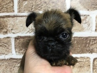 ブリュッセルグリフォン【埼玉県・男の子・2018年1月10日・レッド】の写真「希少犬！父犬はINT AM CH直子です」