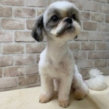 シーズー【埼玉県・男の子・2023年4月16日・ホワイト&ゴールド】の写真「本人曰くイケメン(^_^)」