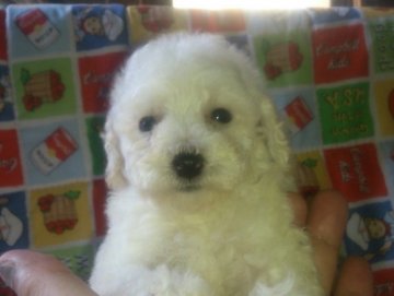 トイプードル(ティーカップ)【埼玉県・女の子・2015年7月2日・ホワイト】の写真「8/12 520g」