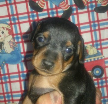 ミニチュアピンシャー【埼玉県・女の子・2015年5月16日・ブラックタン】の写真「インターチャンピオン直子」