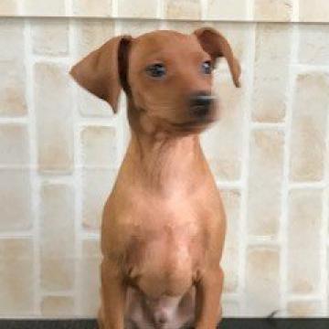 ミニチュアピンシャー【埼玉県・男の子・2022年7月31日・レッド】の写真「父犬はインターナショナルビューティーチャンピオン」