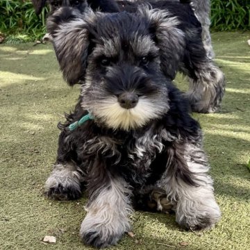 ミニチュアシュナウザー【埼玉県・男の子・2024年10月25日・ソルト&ペッパー】の写真「パパCH♡健康元気な超イケメンくんです♡」