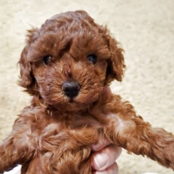 トイプードル(トイ)【群馬県・女の子・2025年9月12日・レッド】の写真「レッドの女の子」