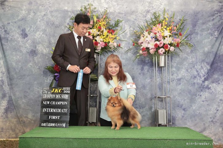 〖Class 1st.〗受賞✨→【JKCチャンピオン👑】完成！！🎉✨😆✨🎊