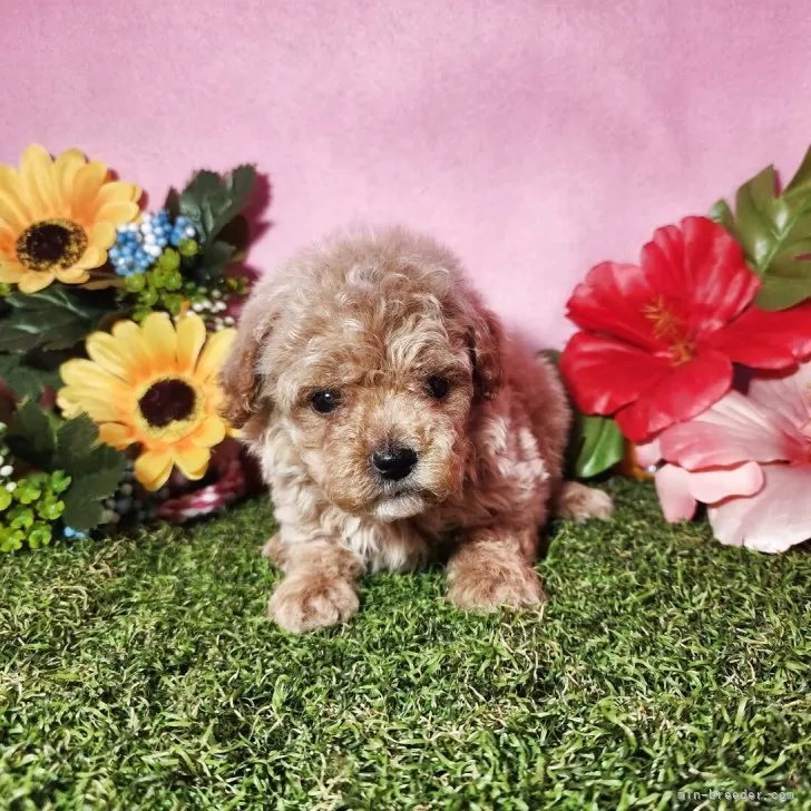 ID：2505-02028の子犬