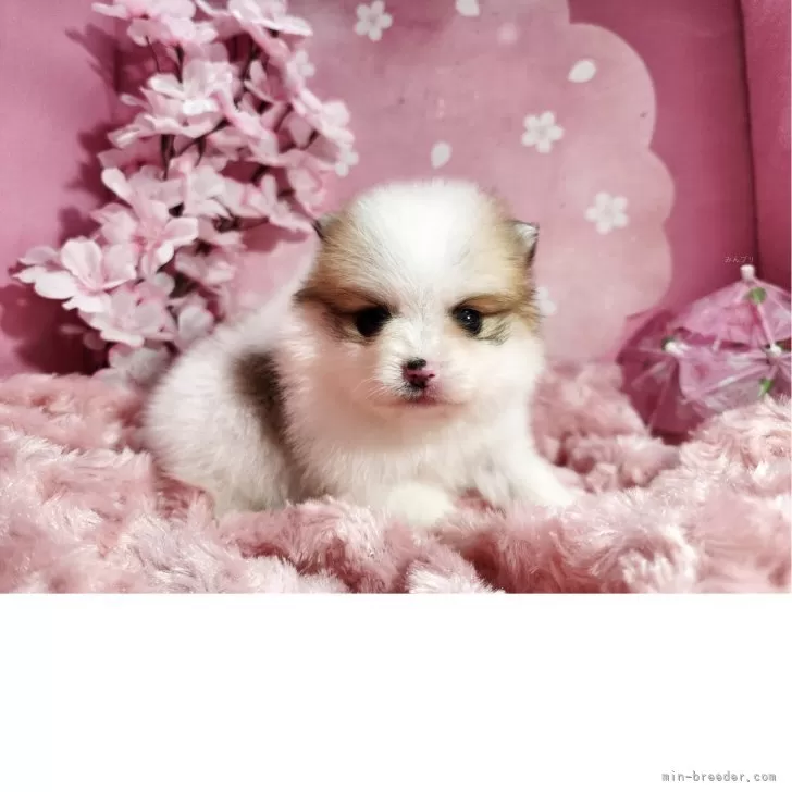 ID:2503-07153の子犬