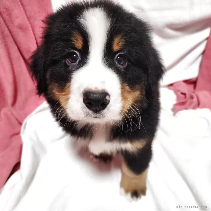 ID：2505-06710の子犬