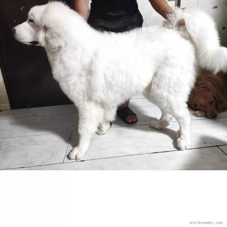 ID:2504-06969の子犬