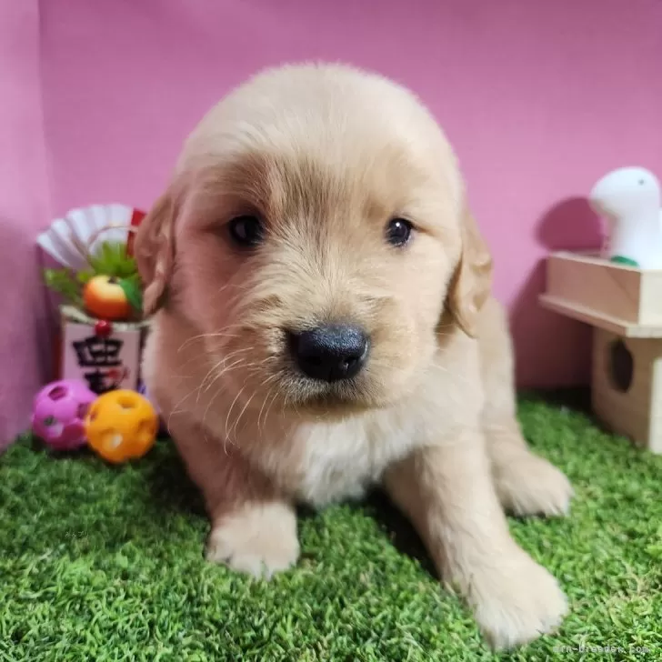 Y.A 様のお迎えした子犬