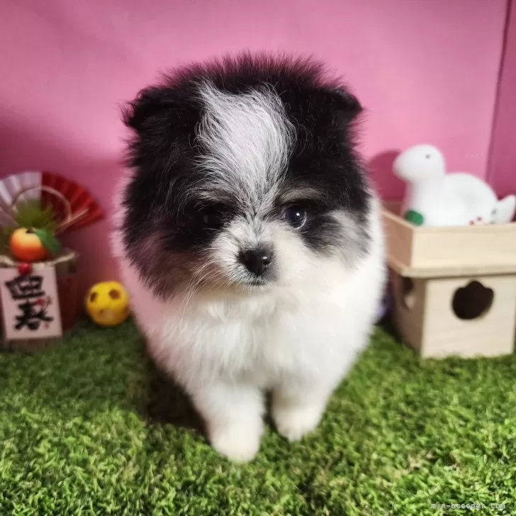 ID：2501-06220の子犬