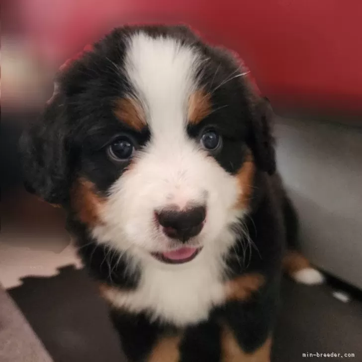 M 様のお迎えした子犬