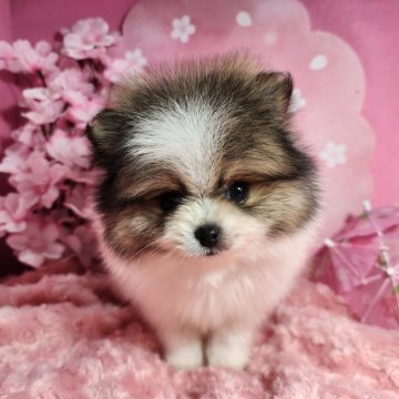 ポメラニアン【静岡県・男の子・2025年1月15日・パーティー】の写真「【🎁3/15迄の限定特別価格🎉】良血統🐶」