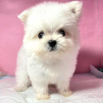 ポメマル(ポメラニアン×マルチーズ)【静岡県・女の子・2025年8月28日・ホワイト】の写真「真っ白で大きな目👀のかわいい女の子💕」