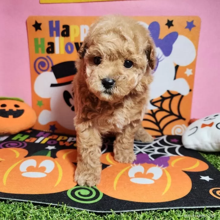 ID：2409-03291の子犬