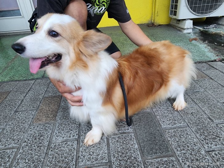 ウェルシュ・コーギー・ペンブローク【・女の子・2020年8月9日・セーブル&ホワイト】「かなり希少な【フラッフィー】」