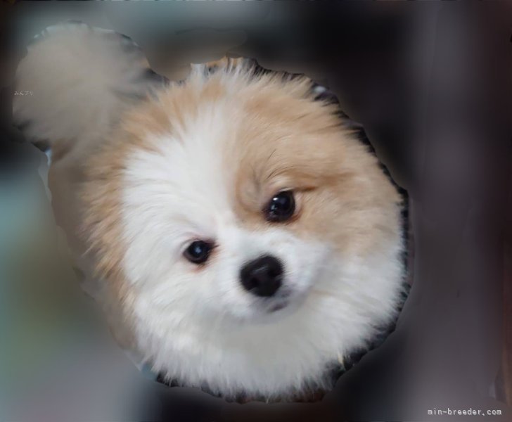 ポメラニアン【・女の子・2020年8月17日・パーティー】