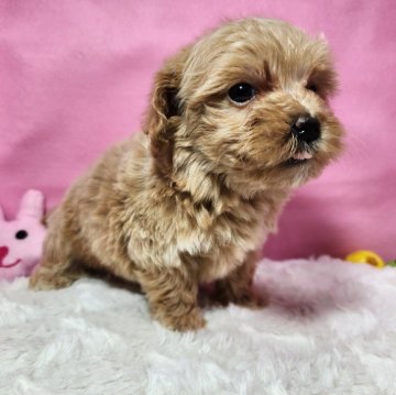 マルプー(マルチーズ×トイプードル)【静岡県・男の子・2024年1月6日・アプリコット】の写真「兄妹で１番小さな男の子　３月18日までの掲載です」