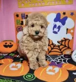 タイニープードル【静岡県・女の子・2024年8月14日・アプリコット】の写真3