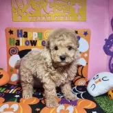 タイニープードル【静岡県・女の子・2024年8月14日・アプリコット】の写真4