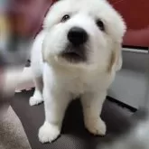 グレートピレニーズ【静岡県・女の子・2024年4月5日・ホワイト】の写真4