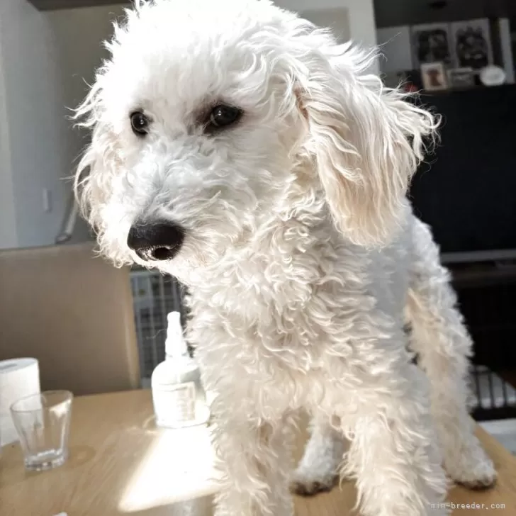 ID：2501-05482の子犬