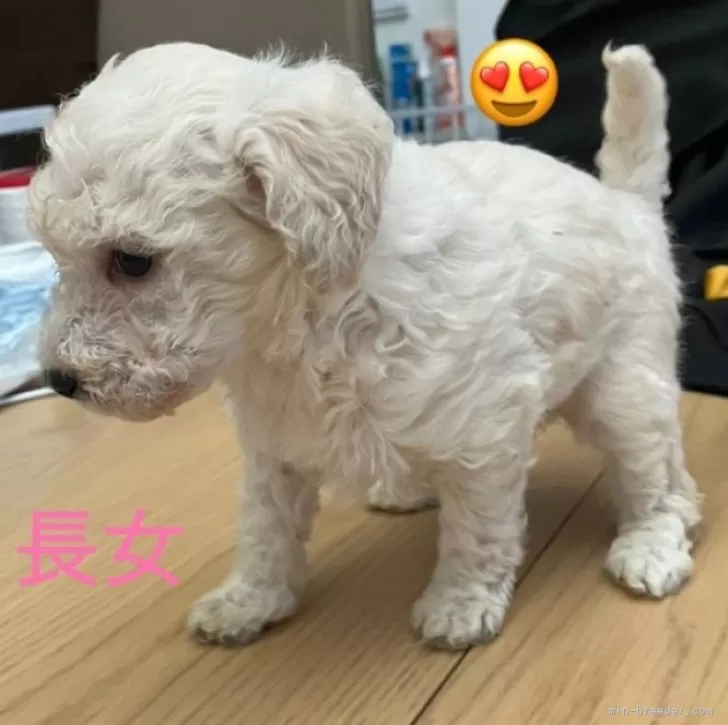ID：2501-05480の子犬