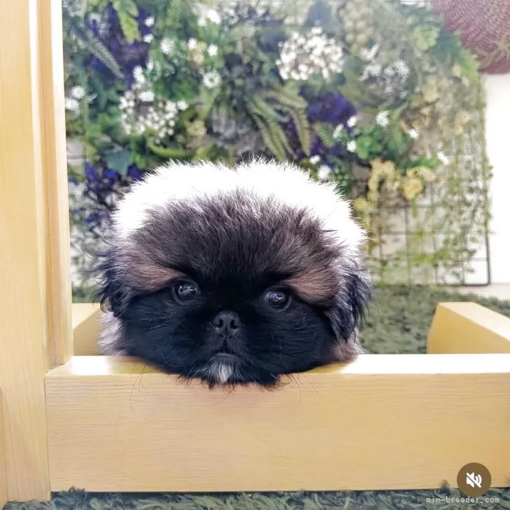 ペキニーズ【三重県・男の子・2025年7月12日・フォーン】の写真1「よく遊び食べ寝る💤仔犬を絵に描いたような　兄弟１くんです。宜しくお願いします🐶お気軽にお問合」