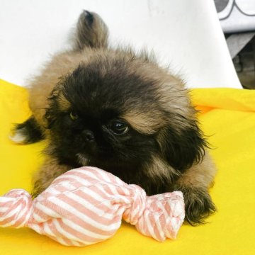 ペキニーズ【三重県・男の子・2025年7月12日・フォーン】の写真「４兄弟　1番お兄ちゃん小ぶりちゃん🐶」