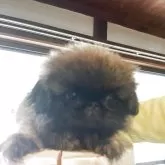ペキニーズ