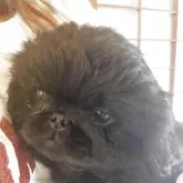 ペキニーズ