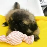 ペキニーズ