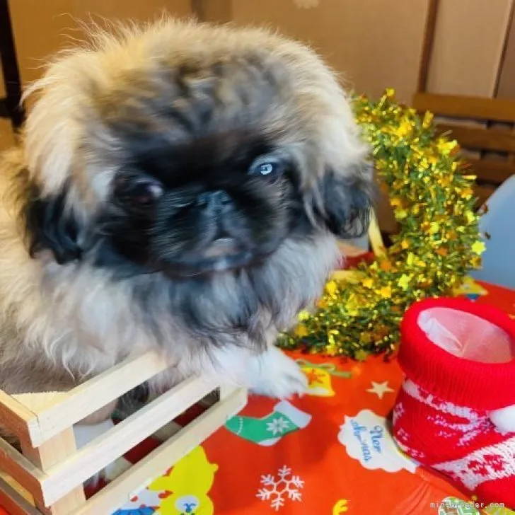 ID:2309-02658の子犬