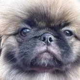 ペキニーズ【三重県・男の子・2022年6月24日・フォーン】の写真1「食欲旺盛 まさに育ち盛り可愛い盛りの男の子です。」