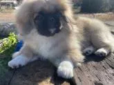 ペキニーズ【三重県・男の子・2022年6月24日・フォーン】の写真5「デラックス🐶🐶🐶リラックス😊」