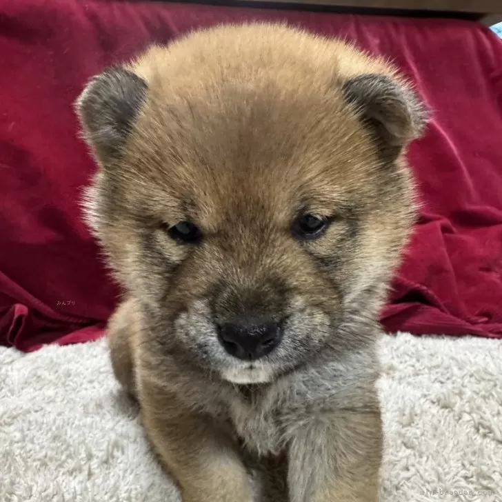 ID:2412-06494の子犬