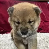 柴犬(標準サイズ)【岩手県・男の子・2024年11月15日・赤色】の写真1「いっぱいご飯食べて、いっぱい遊んで、気がつくと寝ちゃってる子です。」