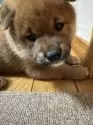 柴犬(標準サイズ)【岩手県・男の子・2024年11月15日・赤色】の写真2