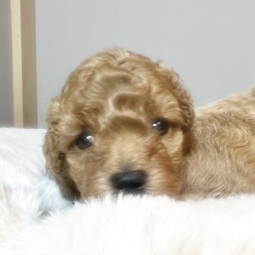 トイプードル(トイ)【福岡県・男の子・2025年10月27日・レッド】の写真「可愛いお顔🩷」