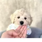 トイプードル(トイ)