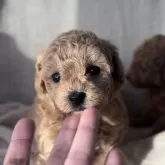 タイニープードル【福岡県・女の子・2025年10月8日・アプリコット】の写真1