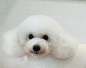 トイプードル【・男の子・2024年4月10日・ホワイト】