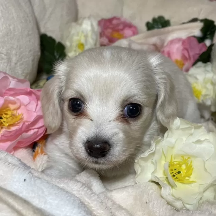 ID:2412-01380の子犬