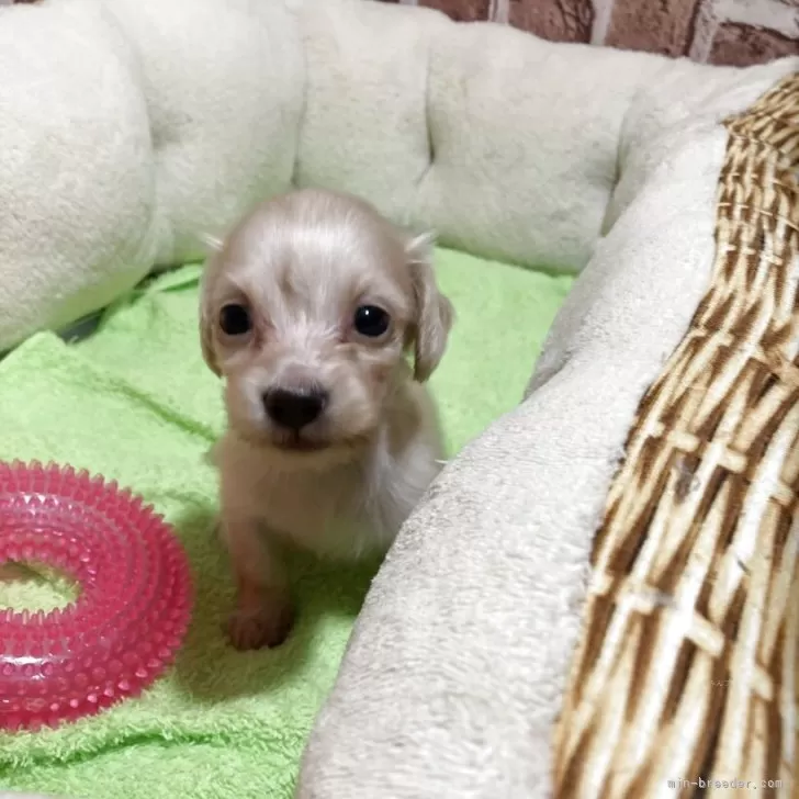 ID：2506-04174の子犬