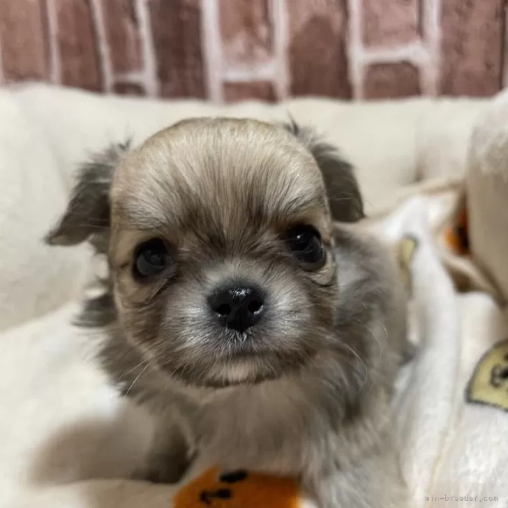 ID:2501-05029の子犬