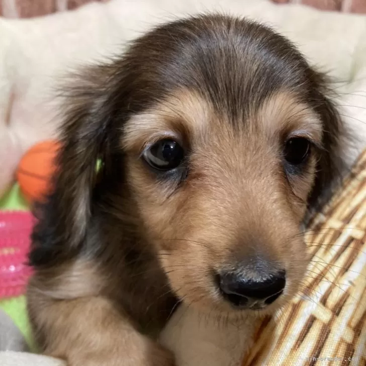 ID:2508-01292の子犬