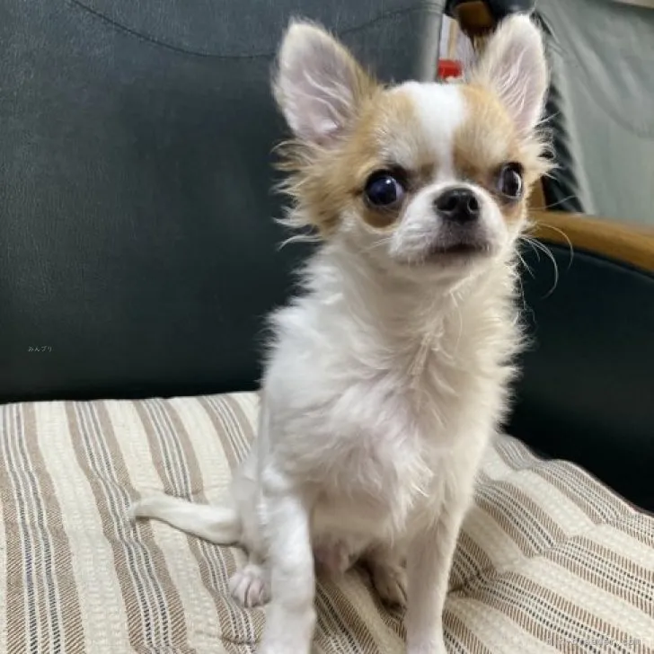 ID：2308-02606の子犬