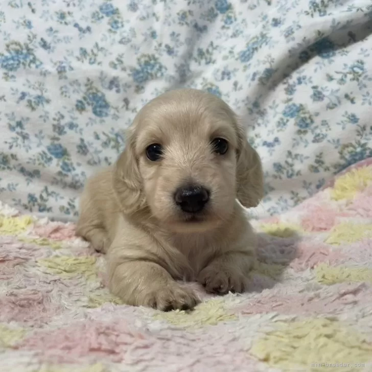 ID：2406-02283の子犬