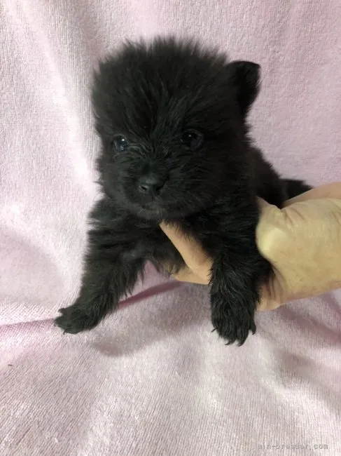 ID：2201-02321の子犬