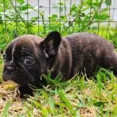 フレンチブルドッグ【沖縄県・男の子・2025年9月22日・ブリンドル】の写真2