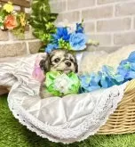 マルックス(マルチーズ×ダックスフンド)【愛知県・男の子・2025年5月15日・フォーン】の写真7